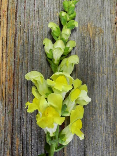 YELLOW SNAPDRAGONS